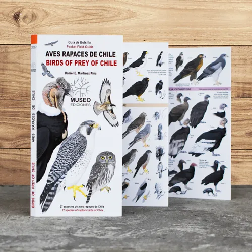 Detalle ilustrado de aves rapaces de Chile, incluyendo halcones, águilas y lechuzas.