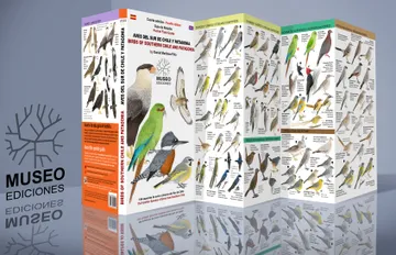 Ilustración de aves comunes de la Patagonia y el sur de Chile para identificación en terreno.