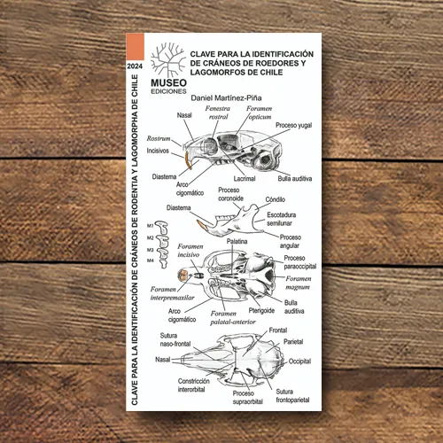 Dibujos técnicos de cráneos de roedores y lagomorfos de Chile para identificación científica.