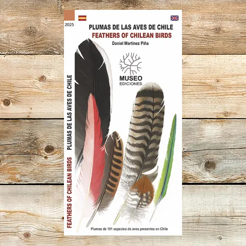Muestrario ilustrado de plumas de aves chilenas con detalles de color y tamaño exacto.