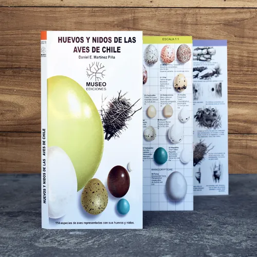 Ilustraciones a tamaño real de huevos de aves chilenas y esquemas de sus nidos.