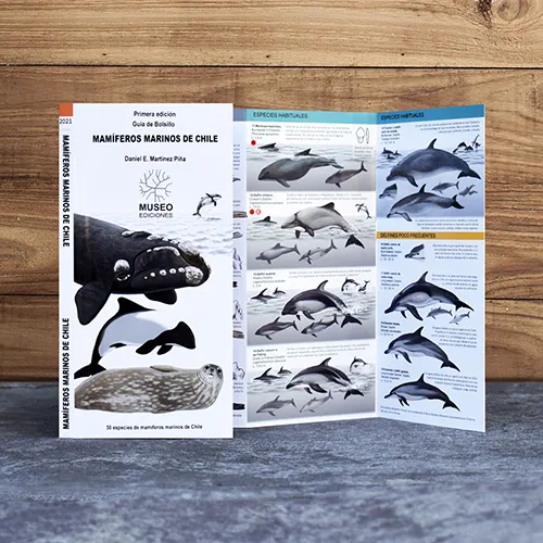 Ilustraciones de mamíferos marinos de Chile, incluyendo cetáceos, pinnípedos y nutrias