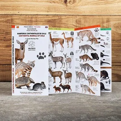Dibujos de mamíferos terrestres de Chile, incluyendo pumas, zorros y roedores nativos.