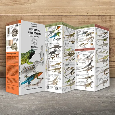 Ilustraciones de reptiles de la zona central de Chile, destacando lagartijas y culebras comunes.