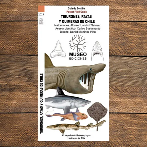 Ilustraciones científicas de tiburones, rayas y quimeras presentes en las costas de Chile.